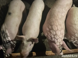 Friptură pentru Crăciun