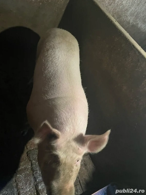 Porci crescuți în propria gospodarie 