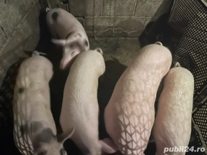 Friptură pentru Crăciun - imagine 2