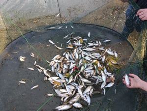 Puiet pește  - imagine 5