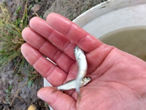 Puiet pește Amur și Fitofag de vara aceasta  - imagine 3