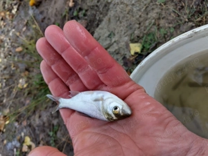 Puiet pește Amur și Fitofag de vara aceasta