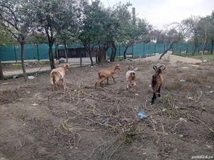 vînd capre  - imagine 5 vînd capre  - imagine 5