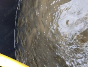 Puiet pește Amur și Fitofag de vara aceasta  - imagine 2