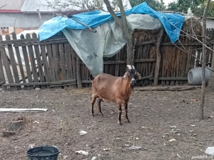 vînd capre  - imagine 4 vînd capre  - imagine 4