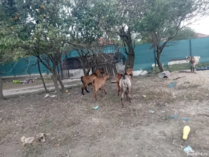 vînd capre  - imagine 2 vînd capre  - imagine 2