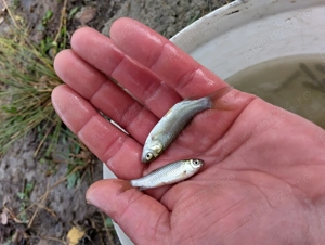 Puiet pește  amur și Fitofag de vara aceasta