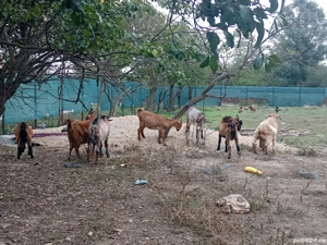 vînd capre  - imagine 3 vînd capre  - imagine 3