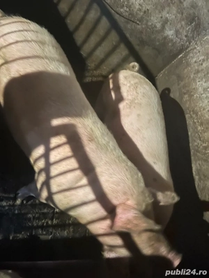 Friptură pentru Crăciun - imagine 3