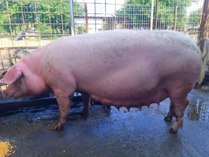 Landrace si marele alb - imagine 4 Landrace si marele alb - imagine 4