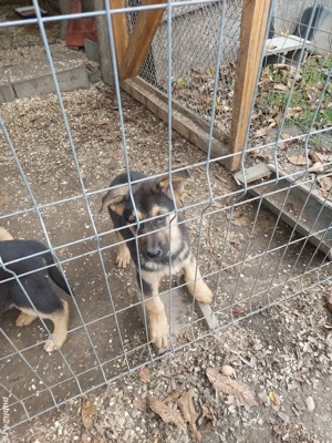 Ciobanescul german , prieten devotat si paznic de nădejde