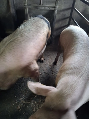 Vand porci de carne - imagine 4