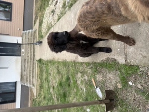 Vand Ciobanesc corb, fetita, 3 luni - imagine 2 Vand Ciobanesc corb, fetita, 3 luni - imagine 2