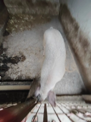 Porc de vanzare - imagine 2