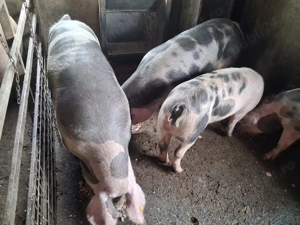 Vand porci de carne - imagine 3