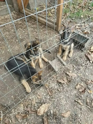 Ciobanescul german , prieten devotat si paznic de nădejde - imagine 3 Ciobanescul german , prieten devotat si paznic de nădejde - imagine 3