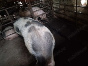 Vand porci de carne - imagine 5