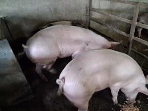 Vand porci de carne - imagine 2