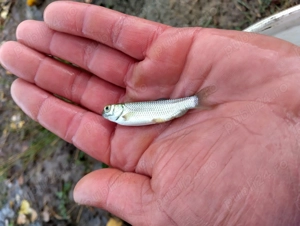 Puiet pește  - imagine 3