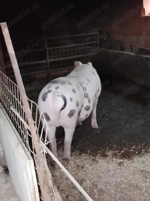 Vând porc de Crăciun  - imagine 3