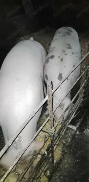 Vând porc de Crăciun 