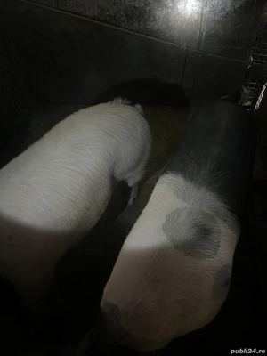 porci de vanzare 