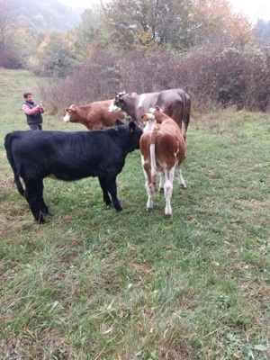 Vaci de vînzare Nr de tel. sau   - imagine 3