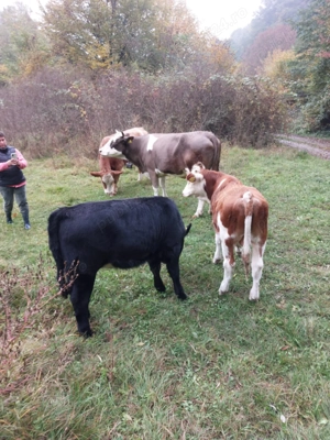 Vaci de vînzare Nr de tel. sau   - imagine 2