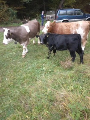 Vaci de vînzare Nr de tel. sau  