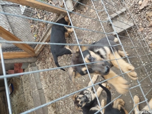 Ciobanescul german , prieten devotat si paznic de nădejde - imagine 4 Ciobanescul german , prieten devotat si paznic de nădejde - imagine 4