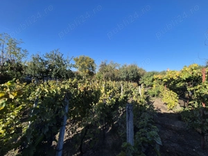 Casă cu teren 1249 mp   Vladimirescu, aproape de centru comision 0 - imagine 9