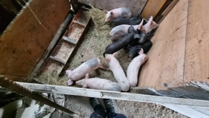 Vând porci și purcei  - imagine 5