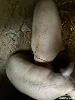 Vand porci - imagine 5