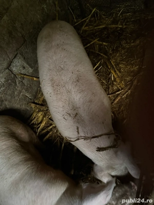 Vand porci - imagine 2