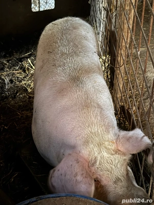 Vand porci - imagine 4