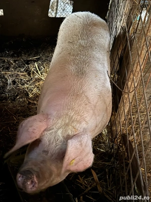 Vand porci - imagine 3