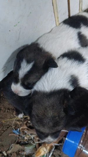 Vând căței de rasa  - imagine 2