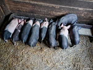 Vând purcei Bazna! - imagine 3