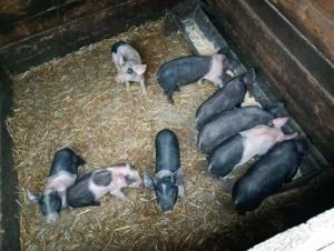 Vând purcei Bazna! - imagine 4