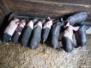 Vând purcei Bazna! - imagine 2