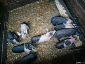 Vând purcei Bazna! - imagine 5