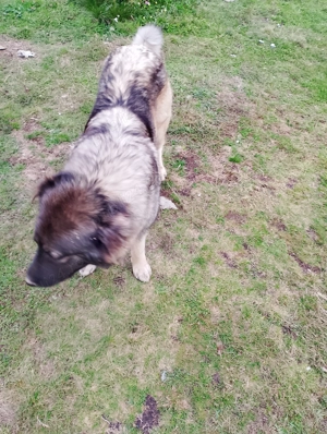 Vând cățea Ciobanesc caucazian  cu carnet și cip , preț 700 lei.. - imagine 4