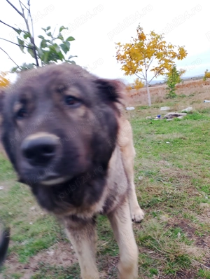 Vând cățea Ciobanesc caucazian  cu carnet și cip , preț 700 lei..