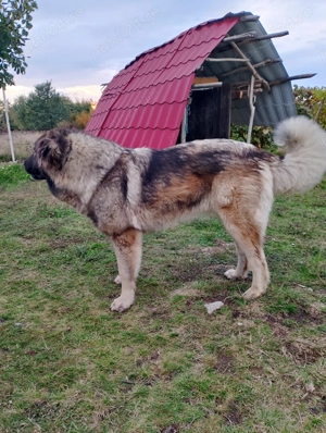Vând cățea Ciobanesc caucazian  cu carnet și cip , preț 700 lei.. - imagine 3