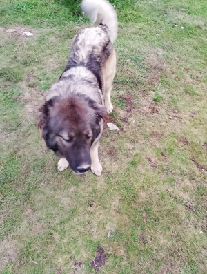 Vând cățea Ciobanesc caucazian  cu carnet și cip , preț 700 lei.. - imagine 5