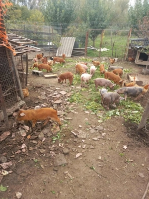 Purcei de vânzare  - imagine 2