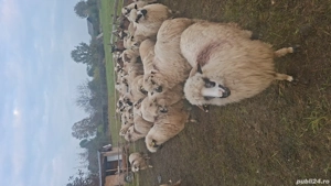 vand 31 una de oi - imagine 5 vand 31 una de oi - imagine 5