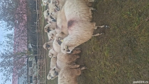 vand 31 una de oi - imagine 3 vand 31 una de oi - imagine 3