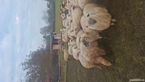 vand 31 una de oi - imagine 4 vand 31 una de oi - imagine 4