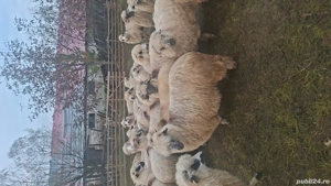 vand 31 una de oi - imagine 2 vand 31 una de oi - imagine 2